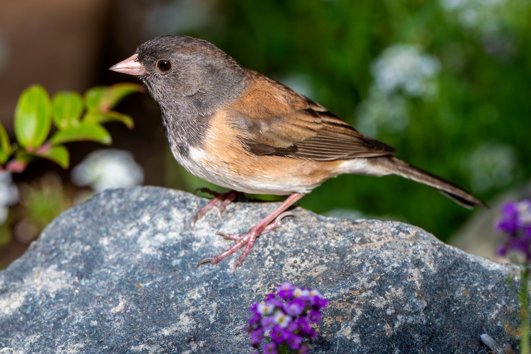 Dark-eyed Junco - ML644468522