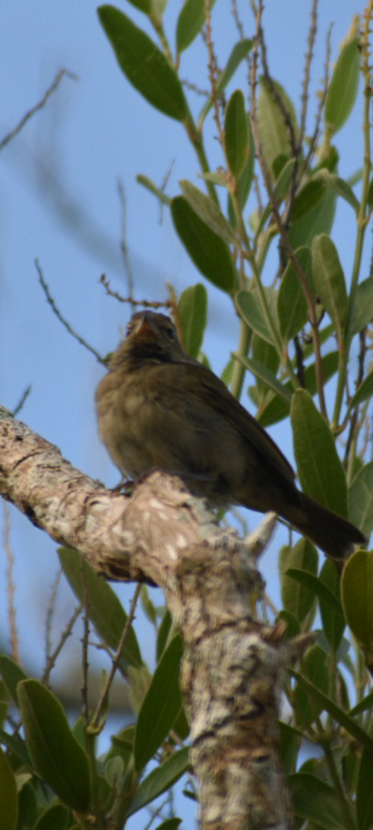 Yellow-faced Grassquit - ML644468526