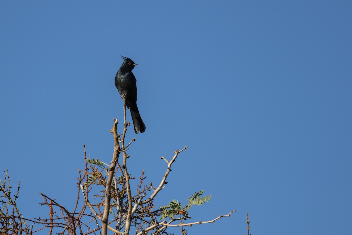 Phénopèple luisant - ML644468528