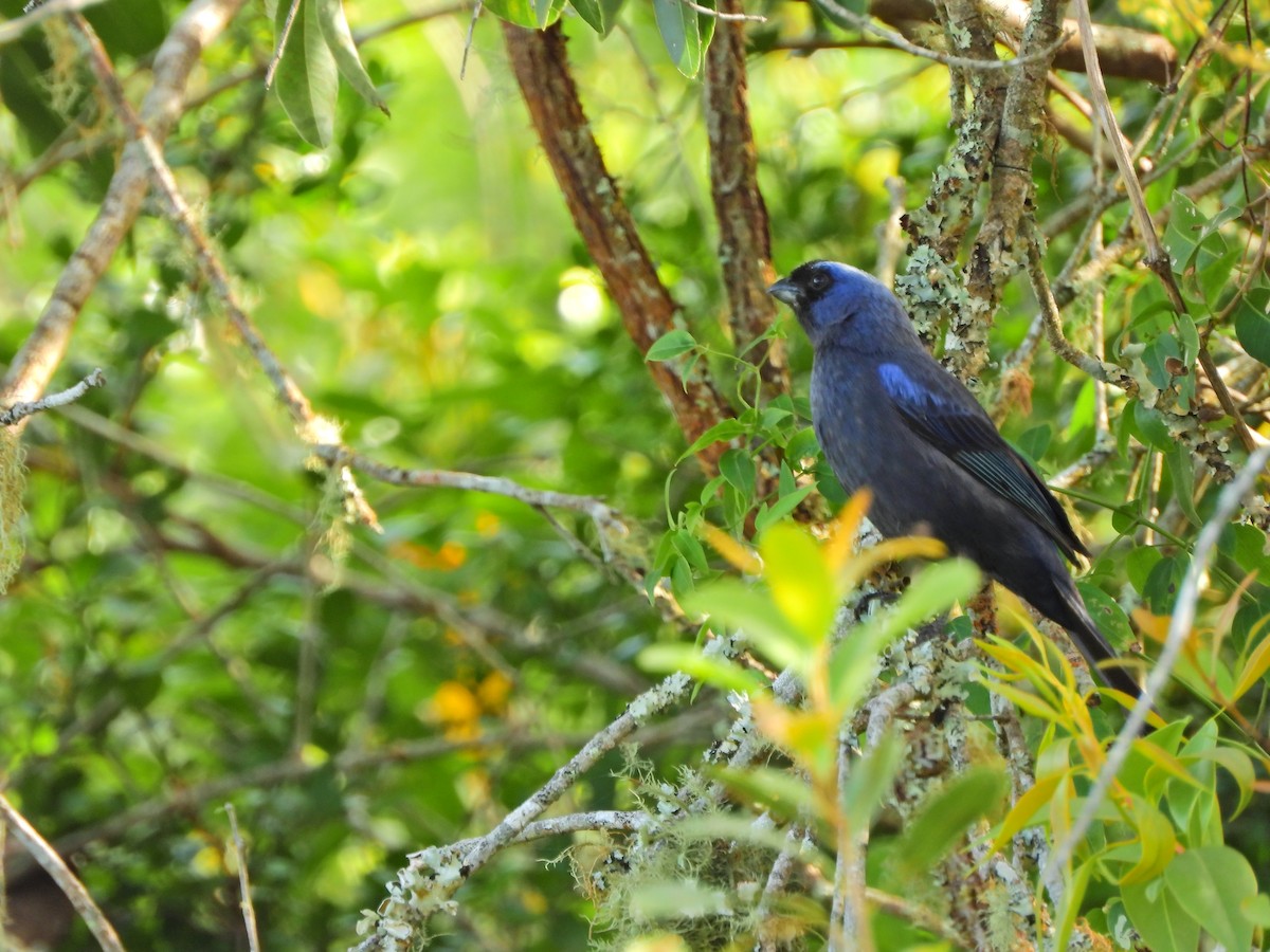 Diademed Tanager - ML644468545