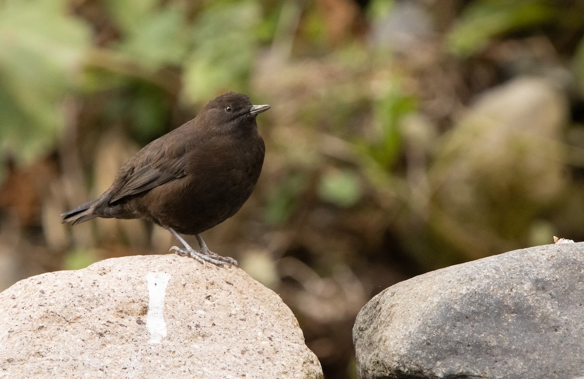 Brown Dipper - ML644468553
