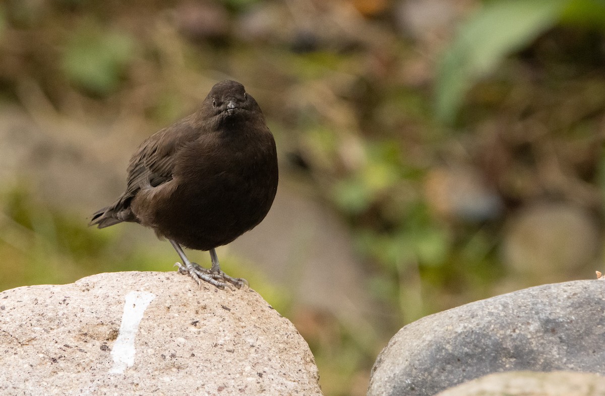 Brown Dipper - ML644468554