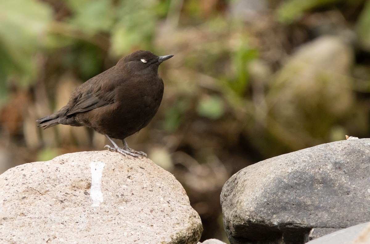 Brown Dipper - ML644468555