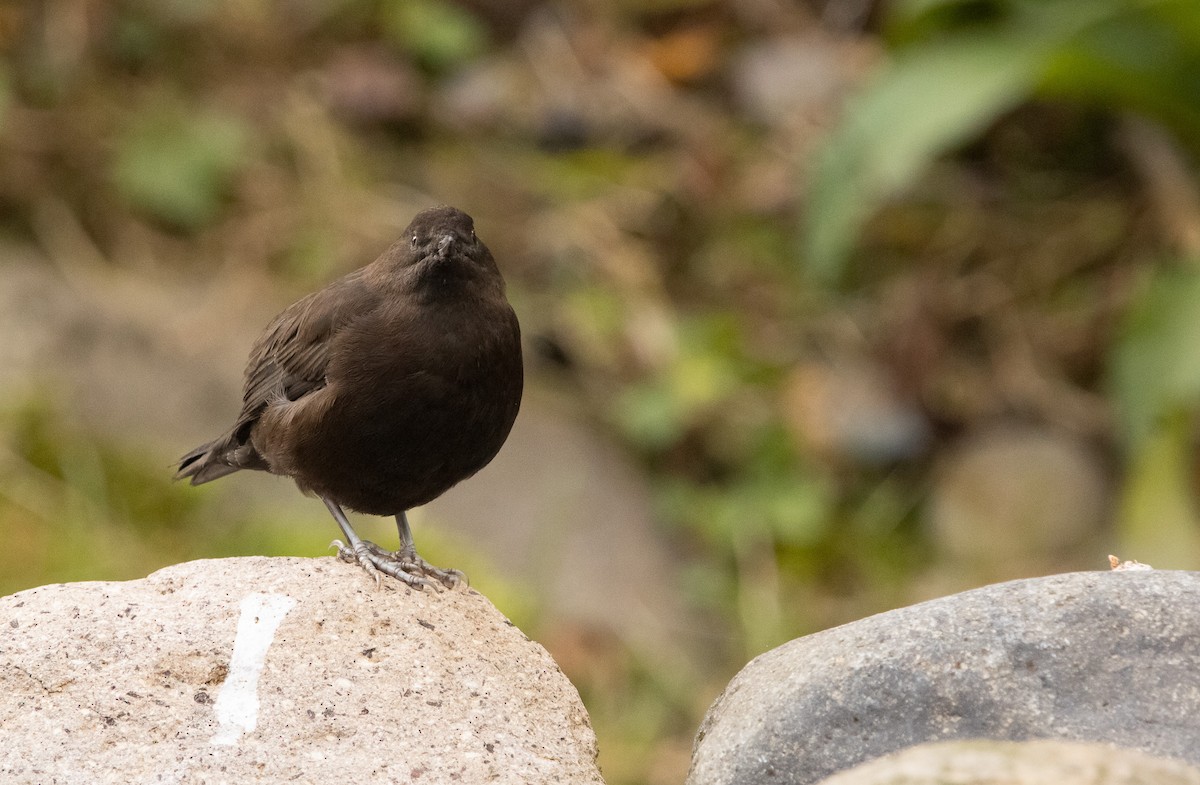 Brown Dipper - ML644468556