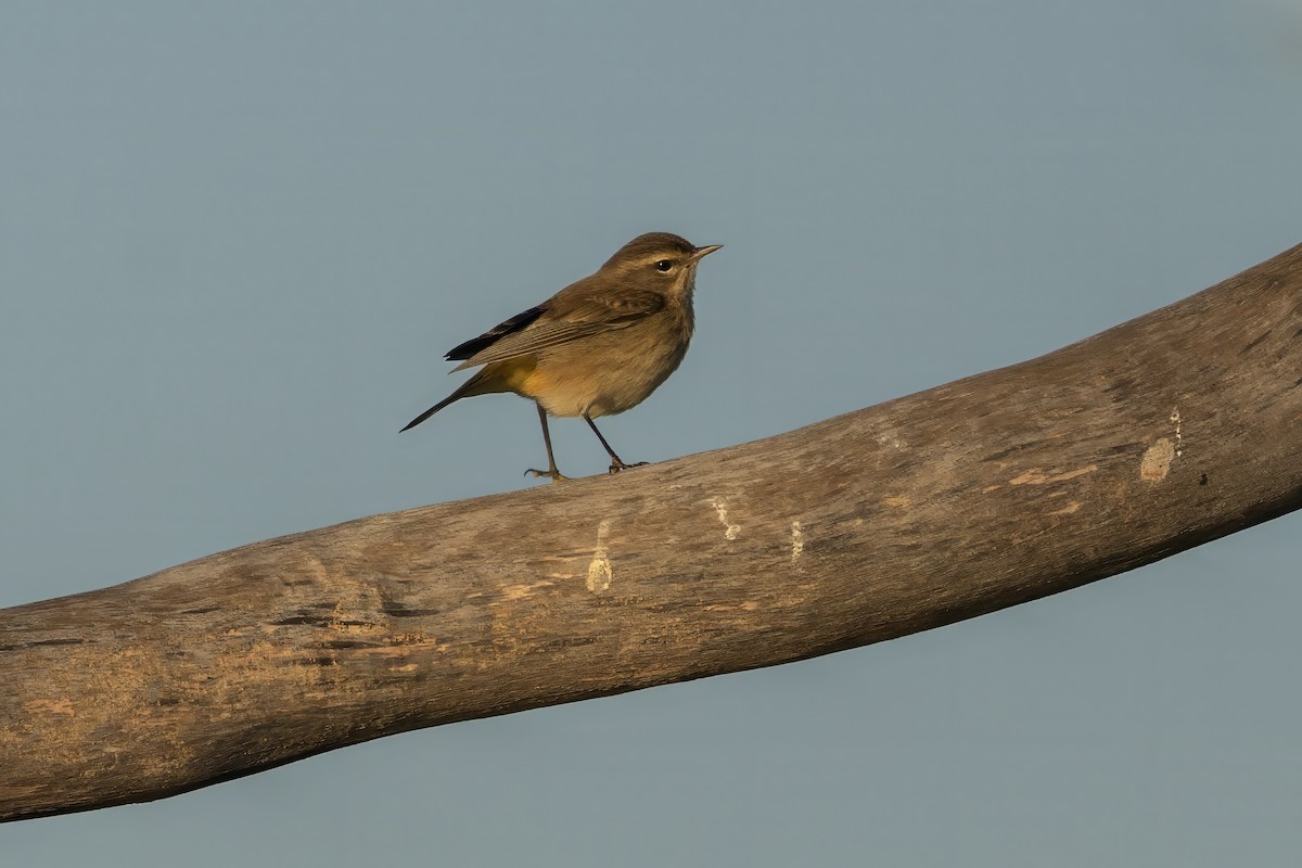 Palm Warbler - ML644468558