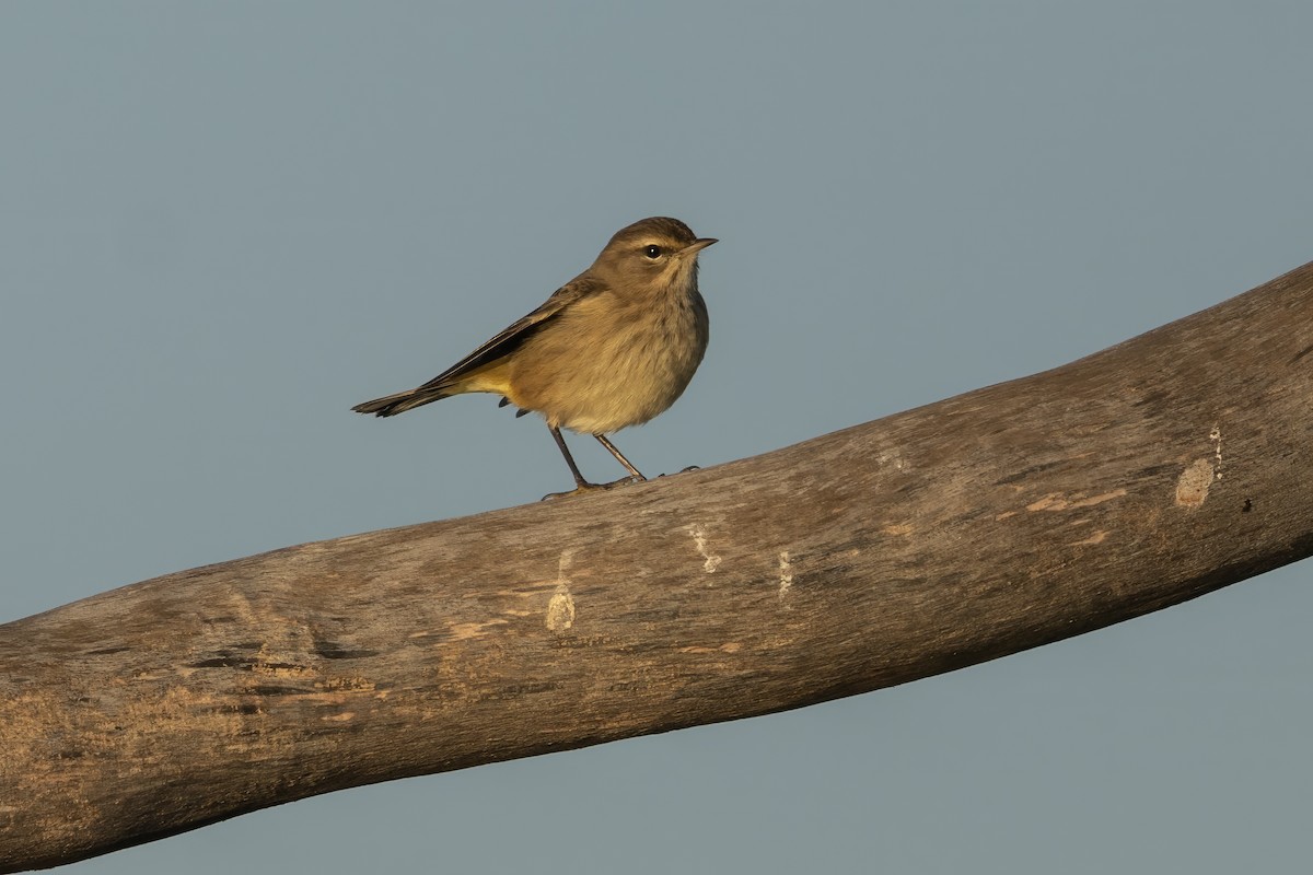 Palm Warbler - ML644468559