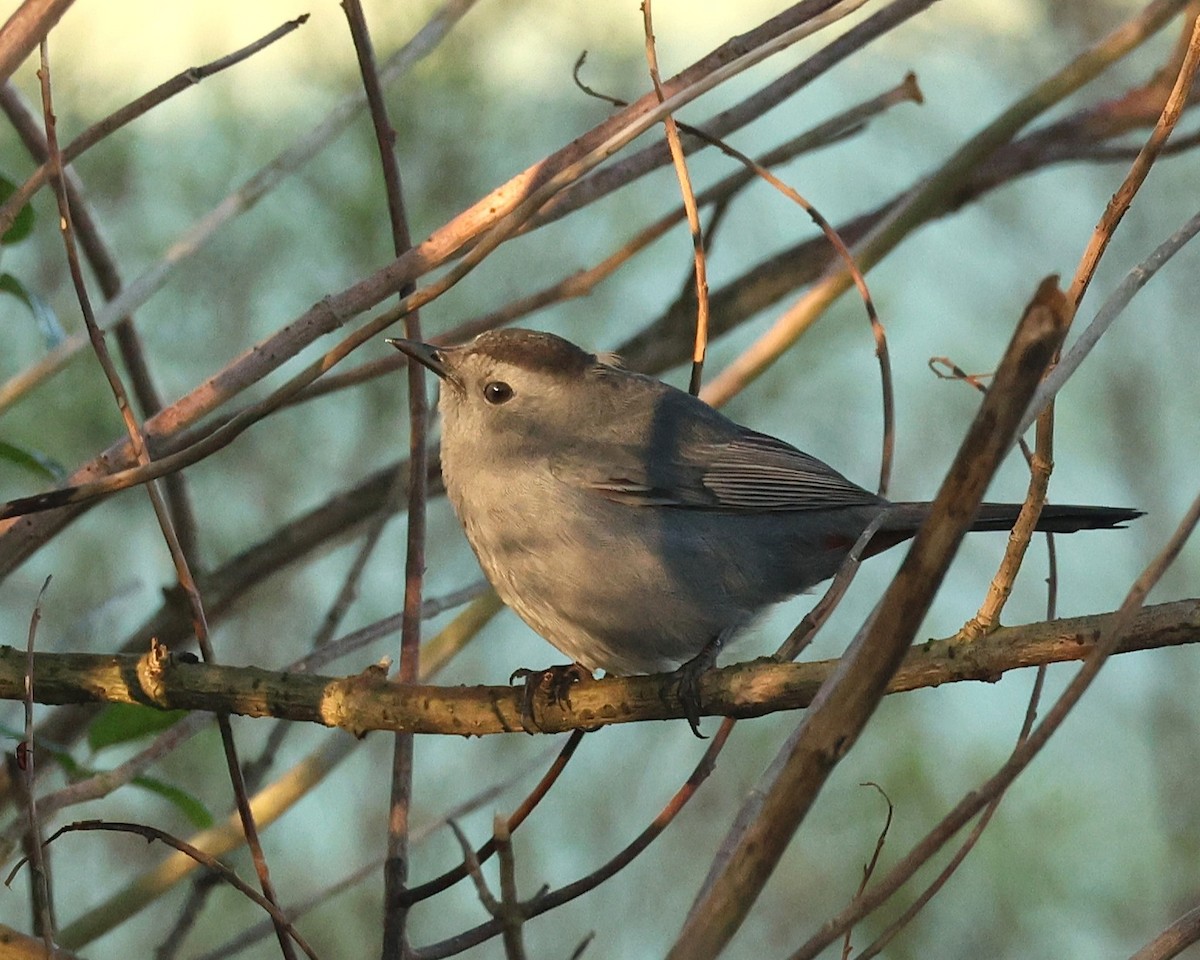 Gray Catbird - ML644468567