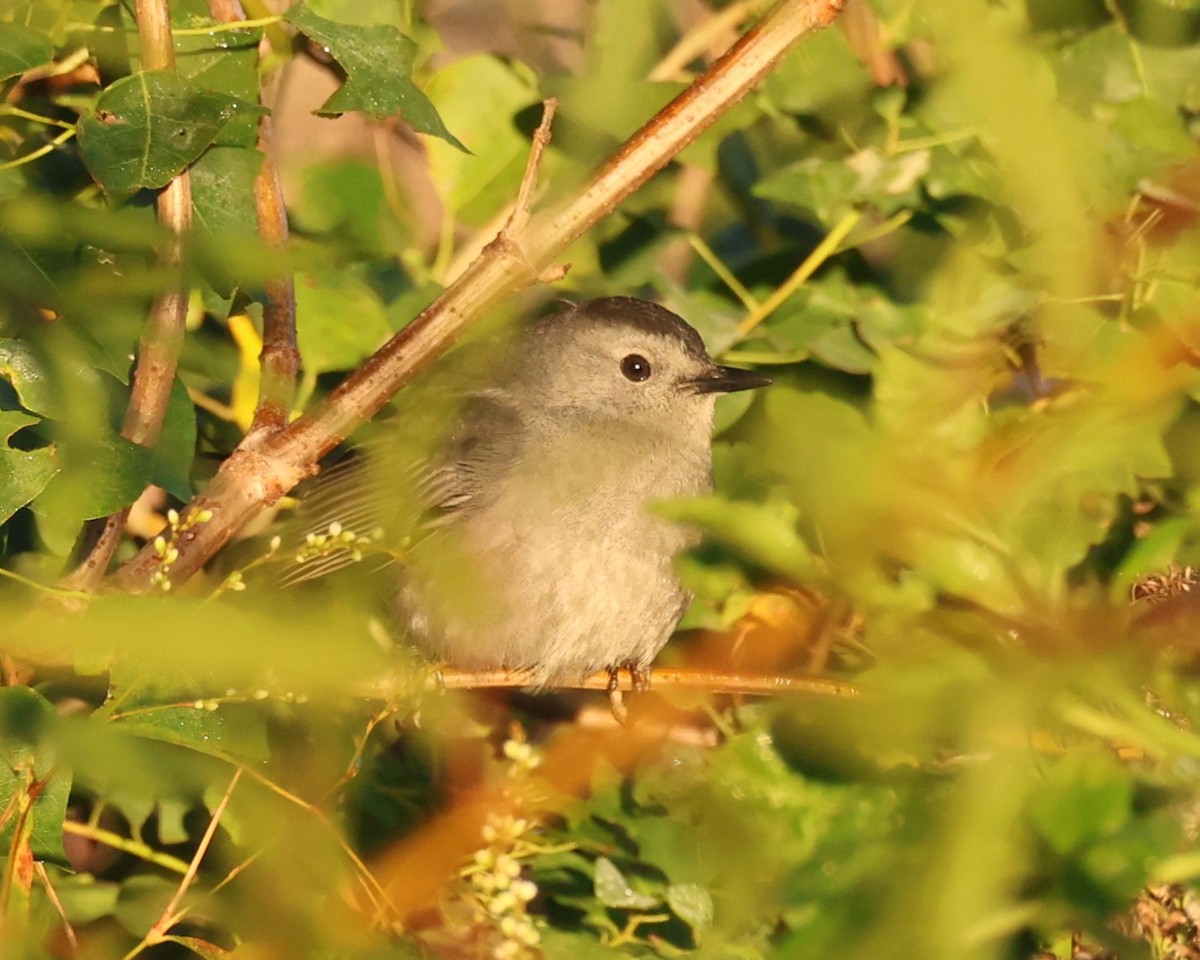 Gray Catbird - ML644468568
