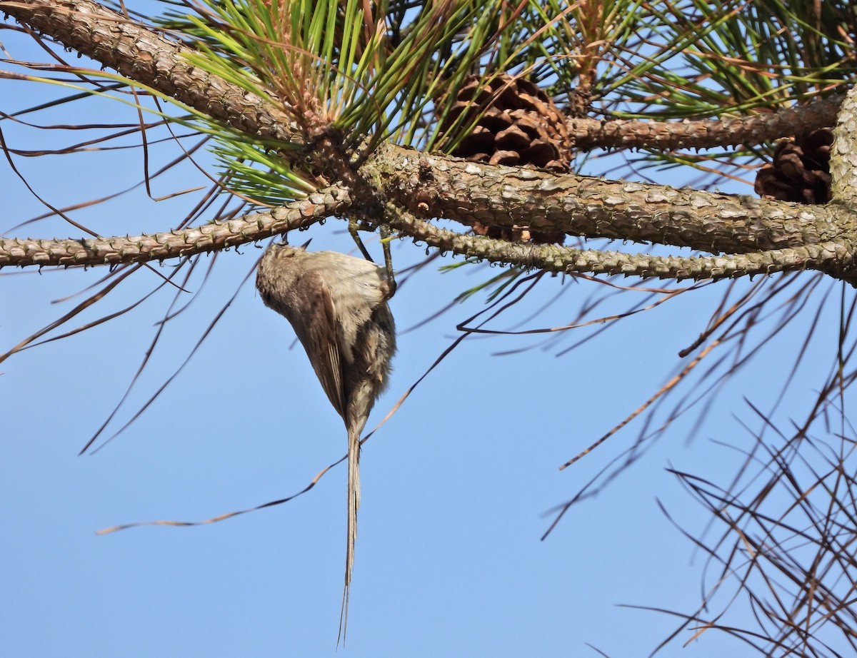 Tufted Tit-Spinetail - ML644468573