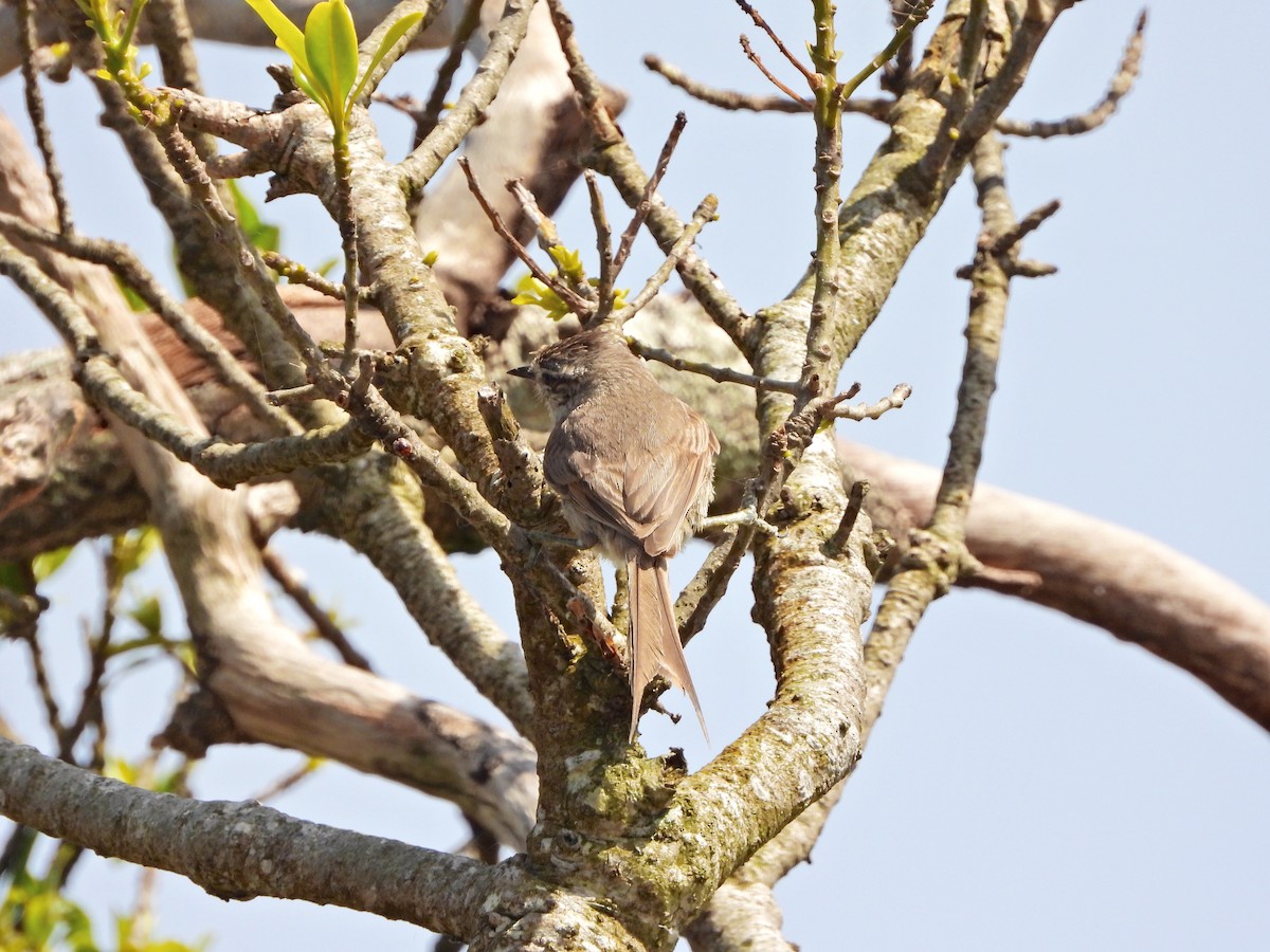 Tufted Tit-Spinetail - ML644468575