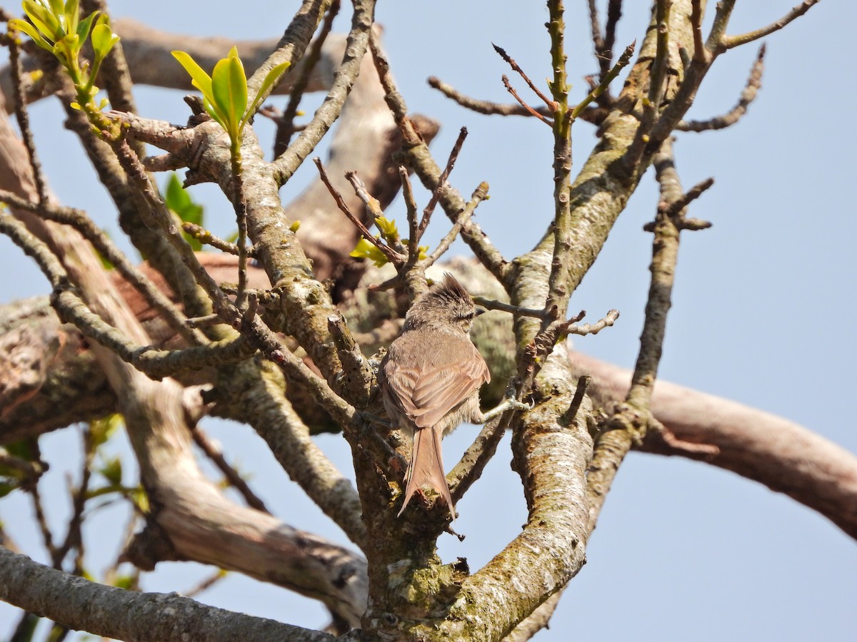 Tufted Tit-Spinetail - ML644468577