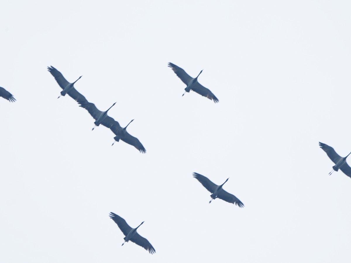 Demoiselle Crane - ML644468578