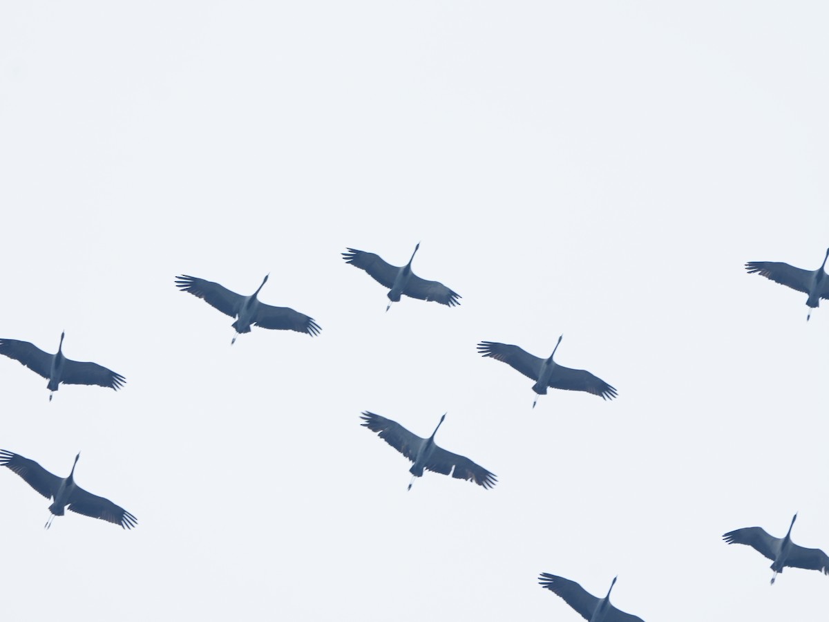 Demoiselle Crane - ML644468579