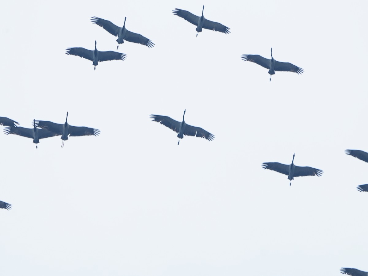 Demoiselle Crane - ML644468581