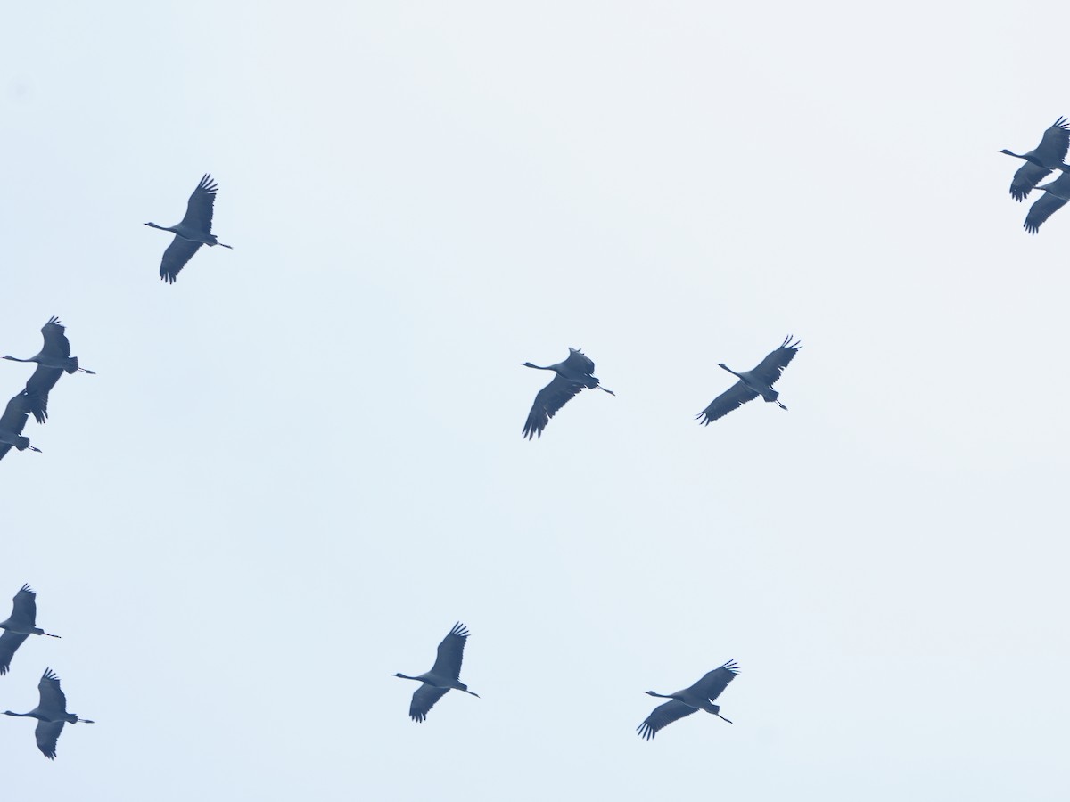 Demoiselle Crane - ML644468582