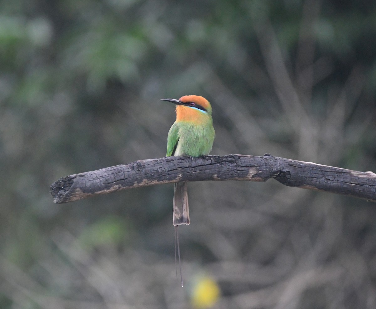 Böhm's Bee-eater - ML644468590