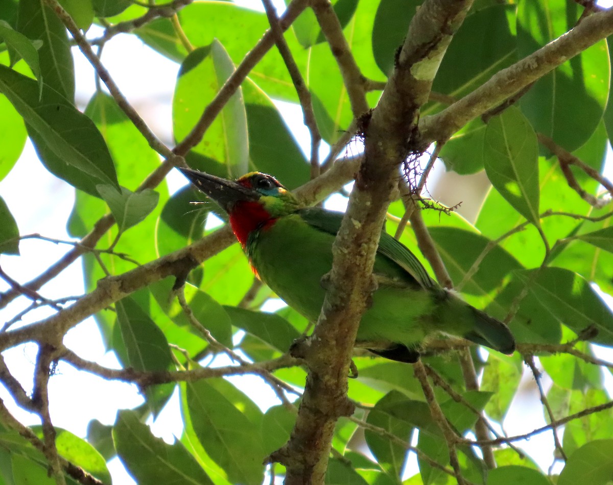 Red-throated Barbet - ML644468608