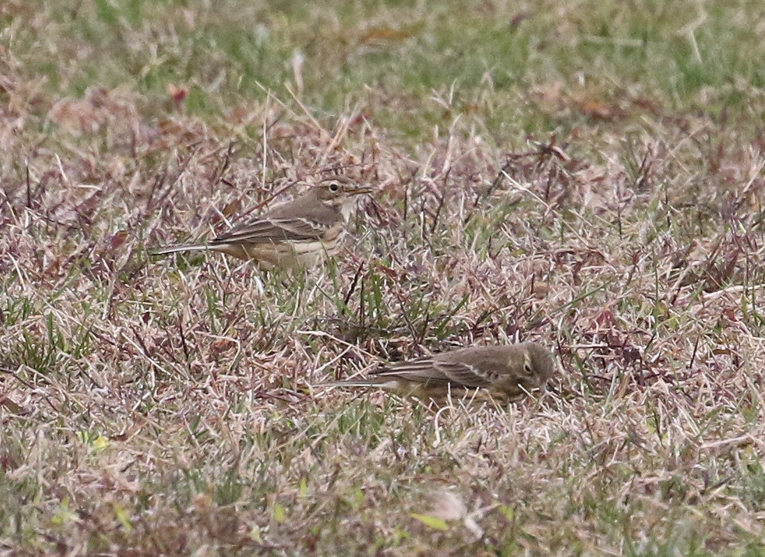 American Pipit - ML644468609