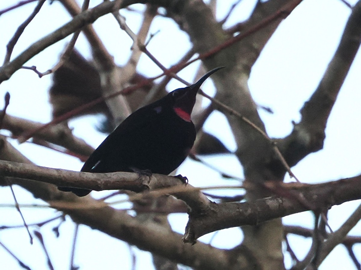 Amethyst Sunbird - ML644468613