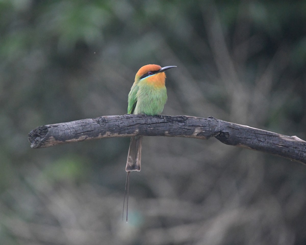 Böhm's Bee-eater - ML644468618