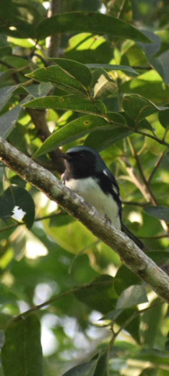 Black-throated Blue Warbler - ML644468631