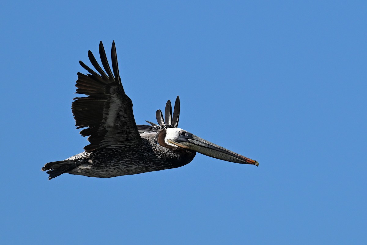 Brown Pelican - ML644468634