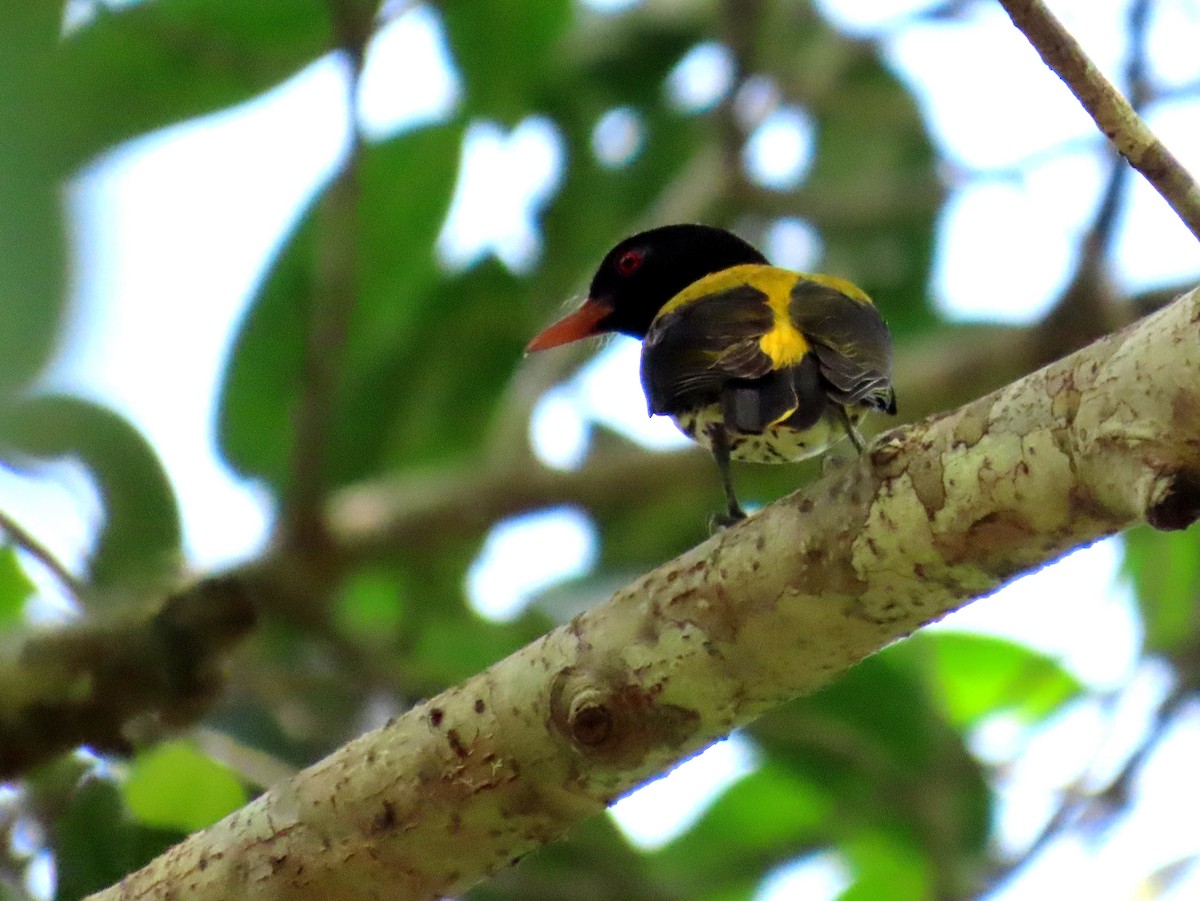 Dark-throated Oriole - ML644468638