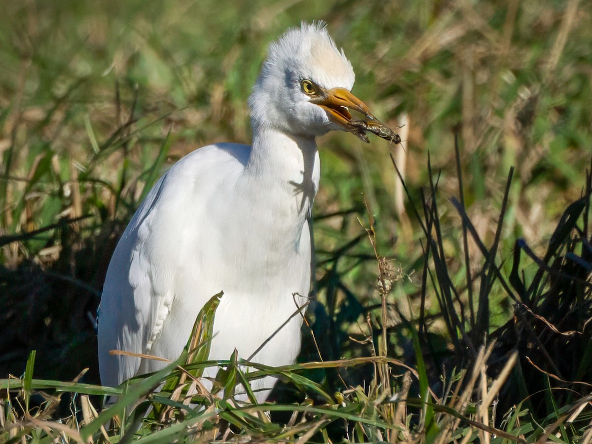Western Cattle-Egret - ML644468640