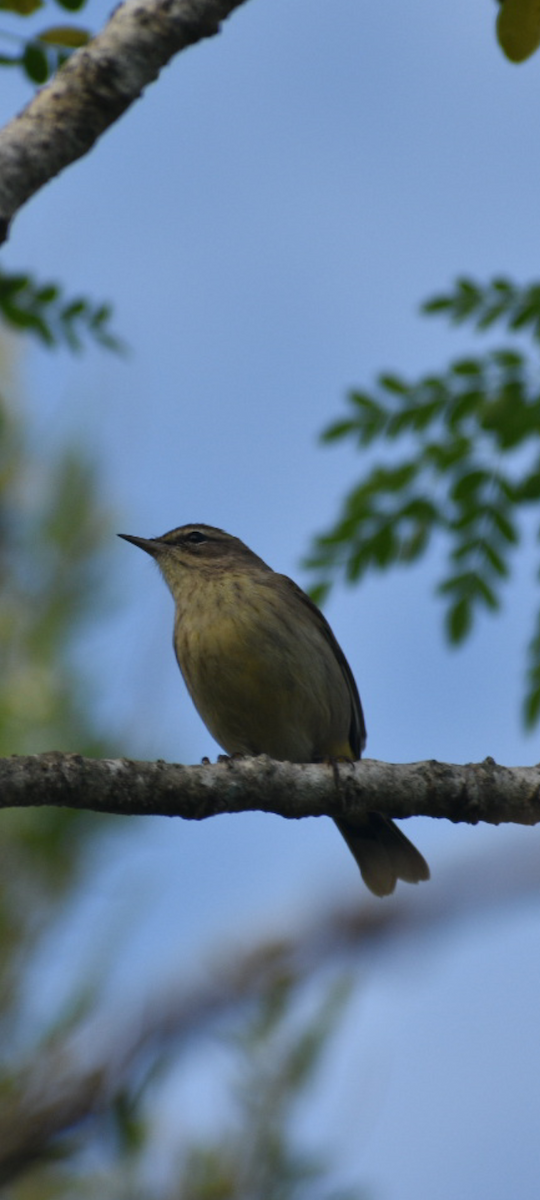 Palm Warbler - ML644468641