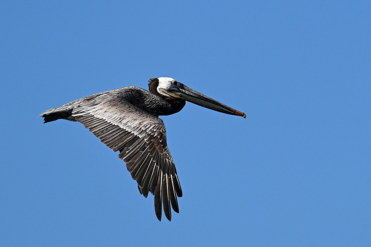 Brown Pelican - ML644468642