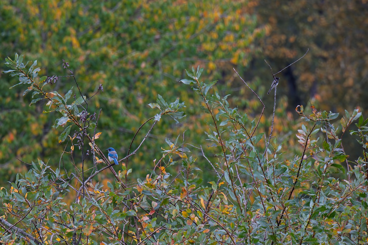 Chara Californiana - ML644468643