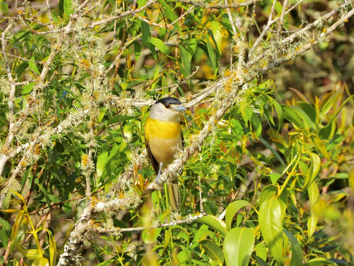 Green-backed Becard - ML644468646