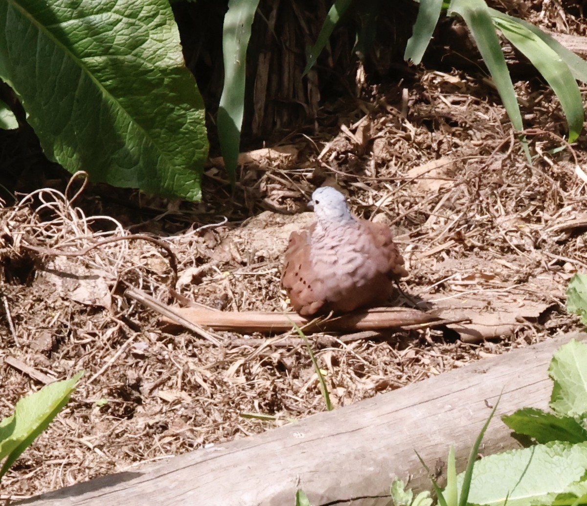 Талпакоті коричневий - ML644468647