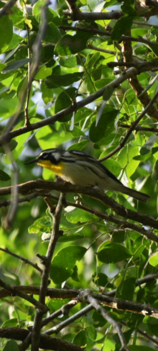 Yellow-throated Warbler - ML644468648