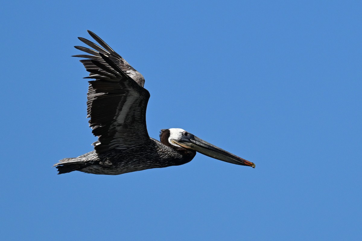 Brown Pelican - ML644468649