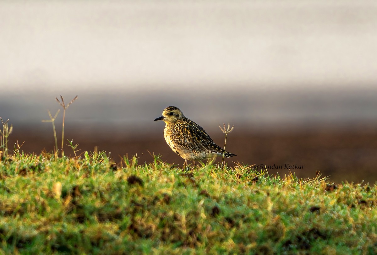 Pacific Golden-Plover - ML644468656