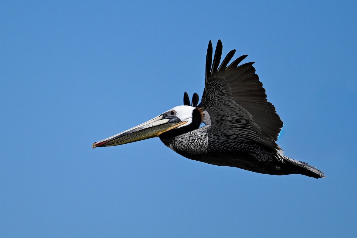 Brown Pelican - ML644468661