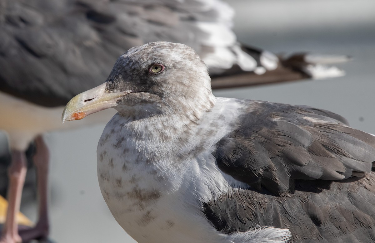 Slaty-backed Gull - ML644468664