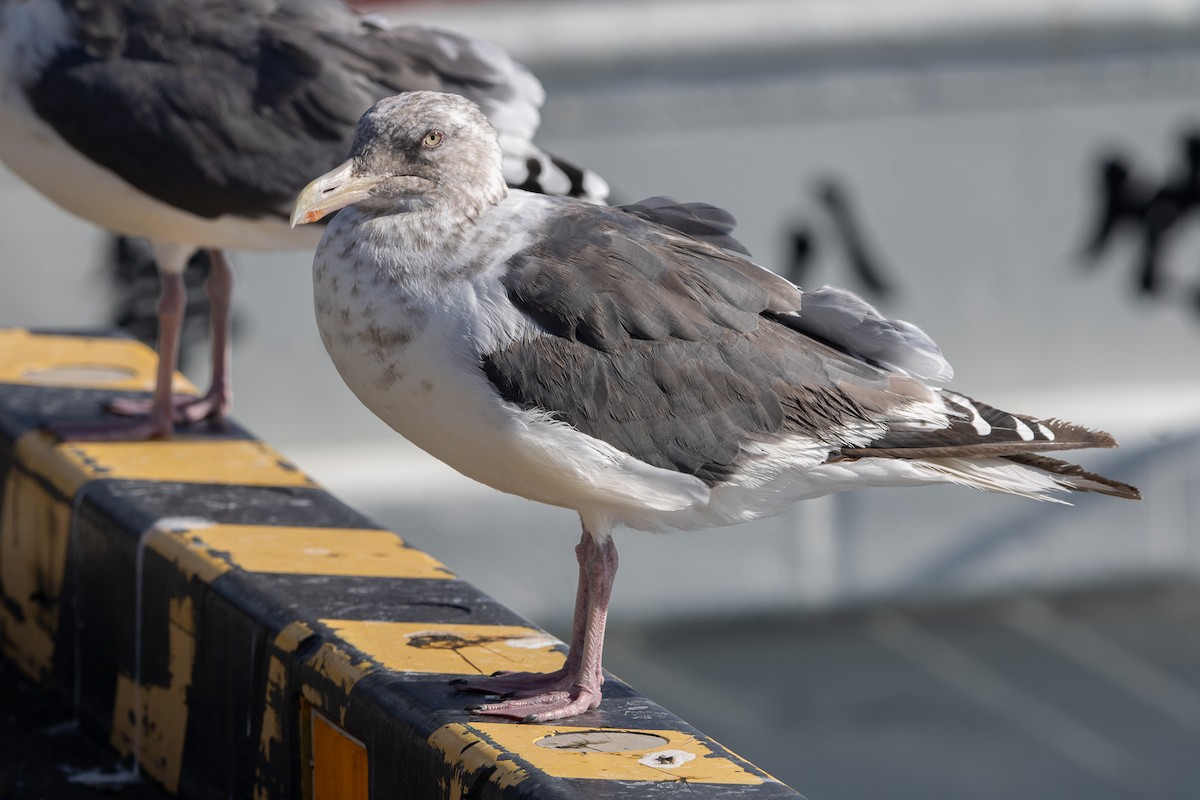 Slaty-backed Gull - ML644468665