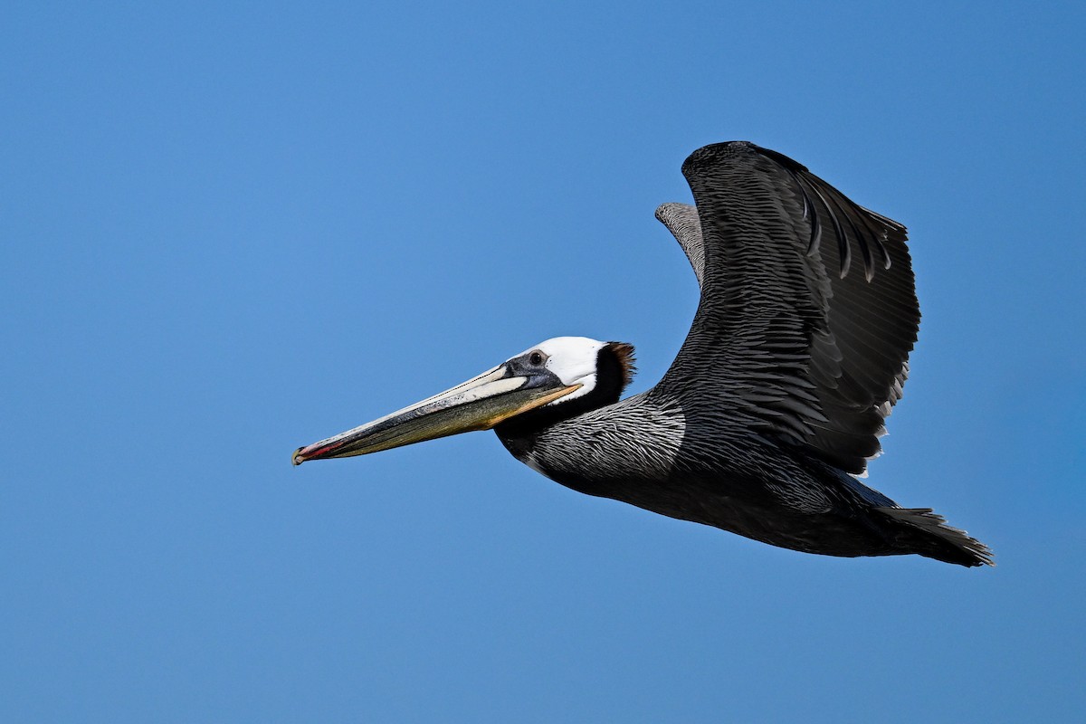 Brown Pelican - ML644468666