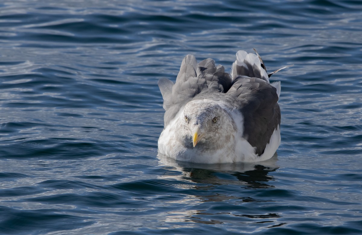 Slaty-backed Gull - ML644468667