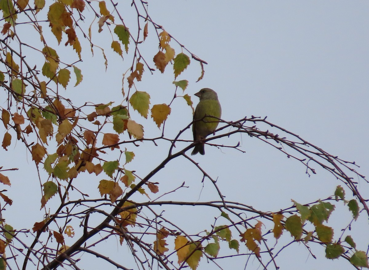 Verderón Común - ML644468672