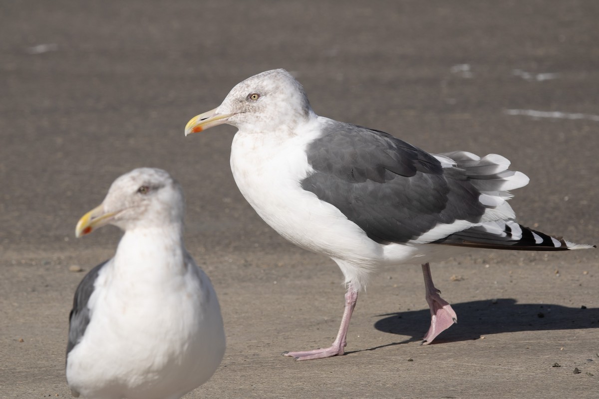 Slaty-backed Gull - ML644468673