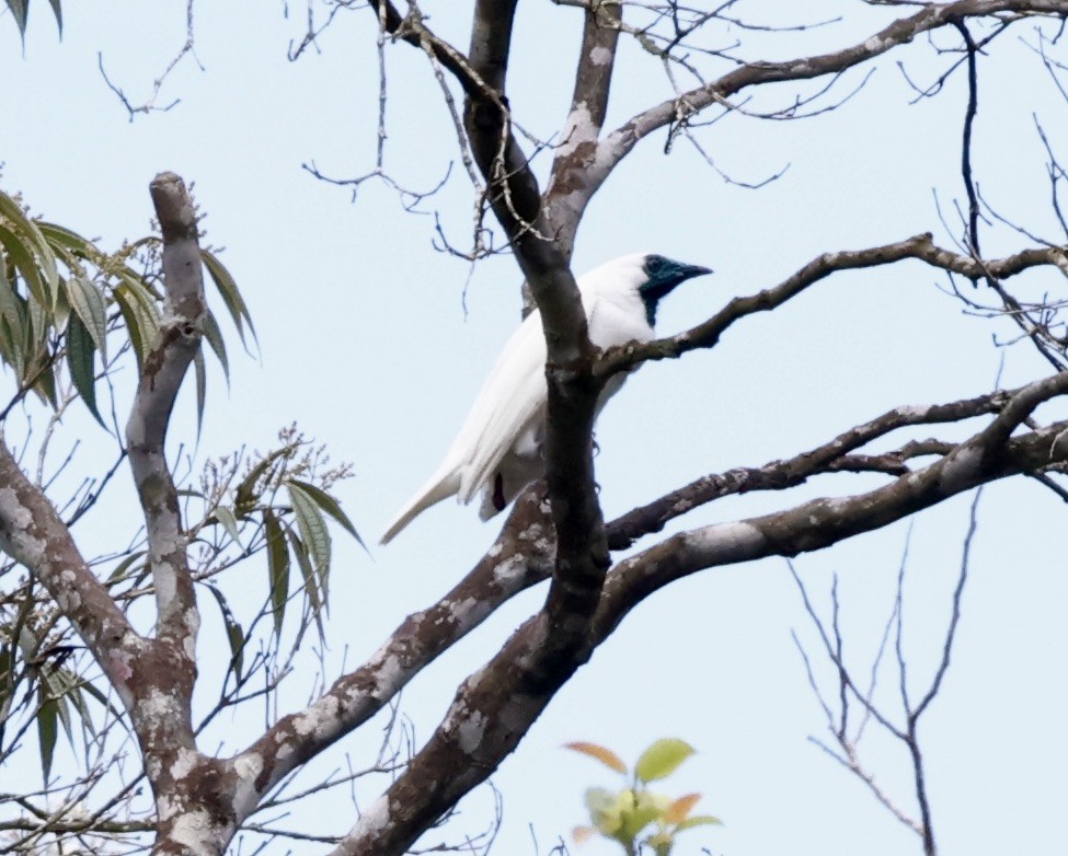 Арапонга голошия - ML644468674