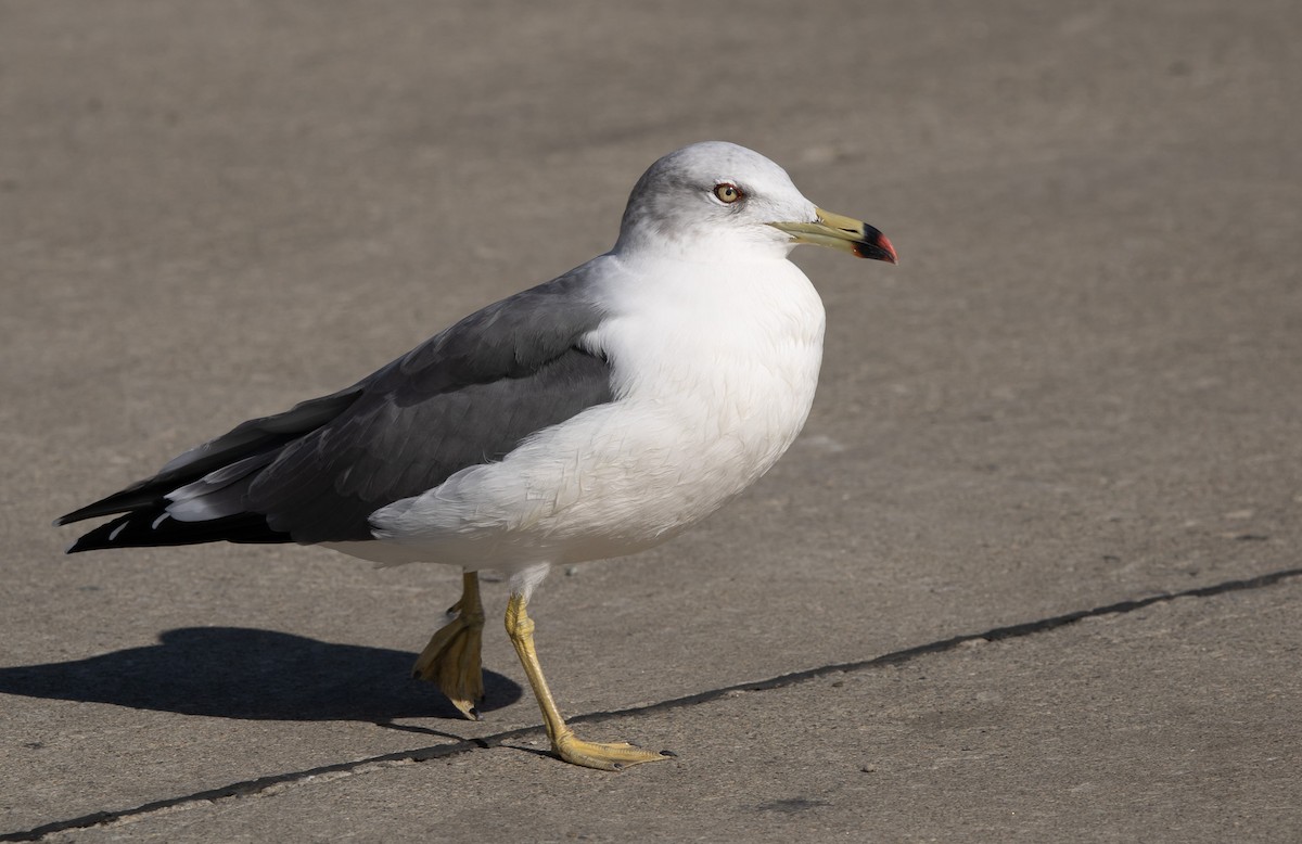 japanmåke - ML644468675