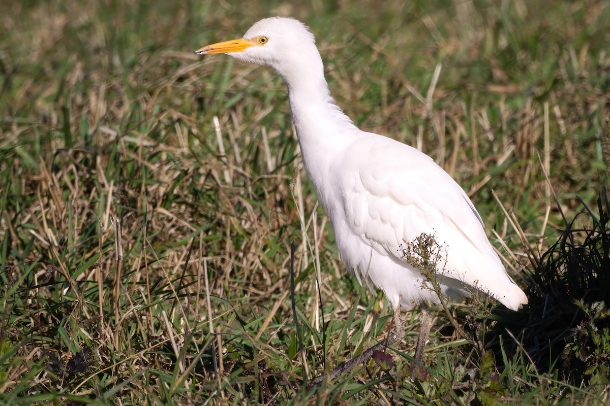 Western Cattle-Egret - ML644468676