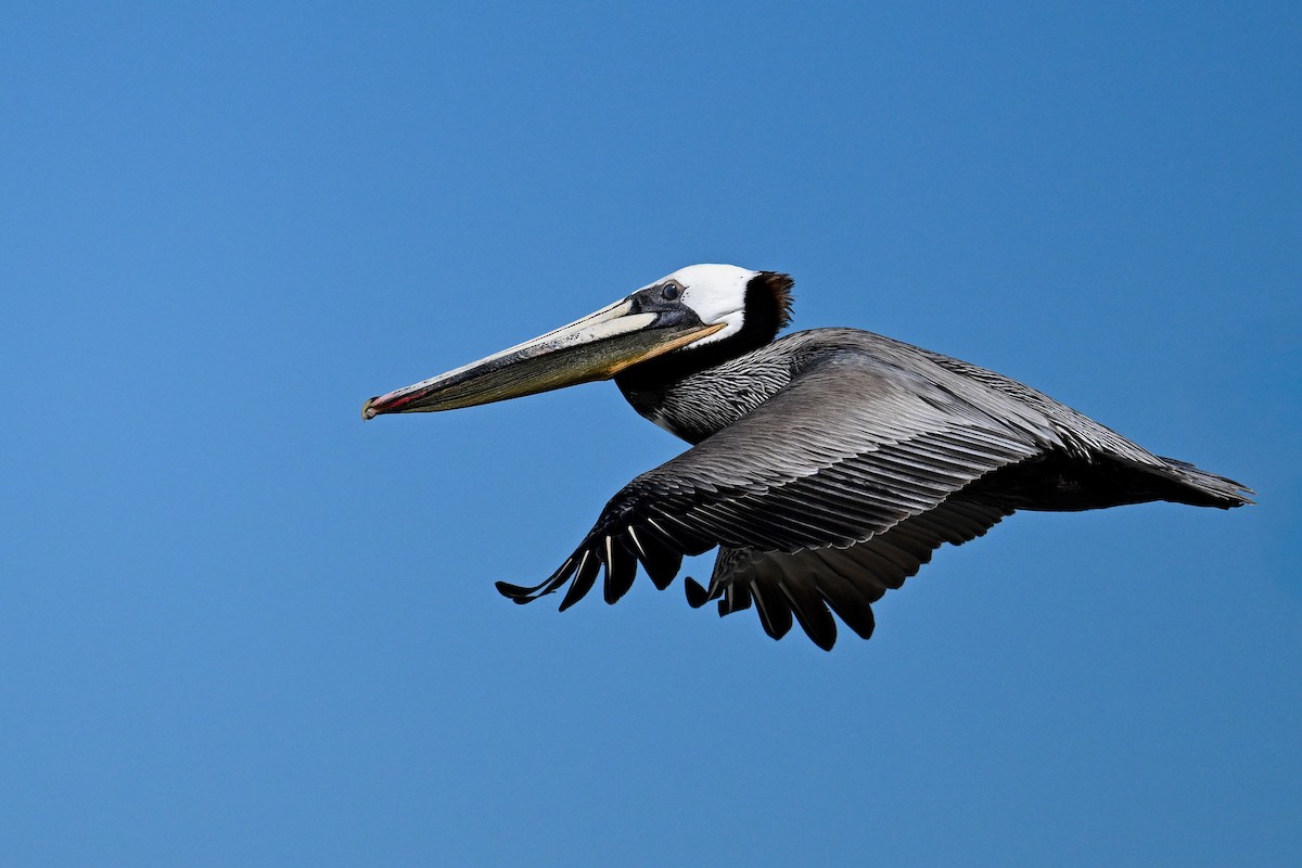Brown Pelican - ML644468678