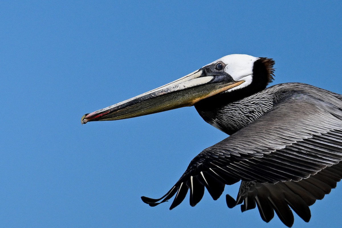 Brown Pelican - ML644468679
