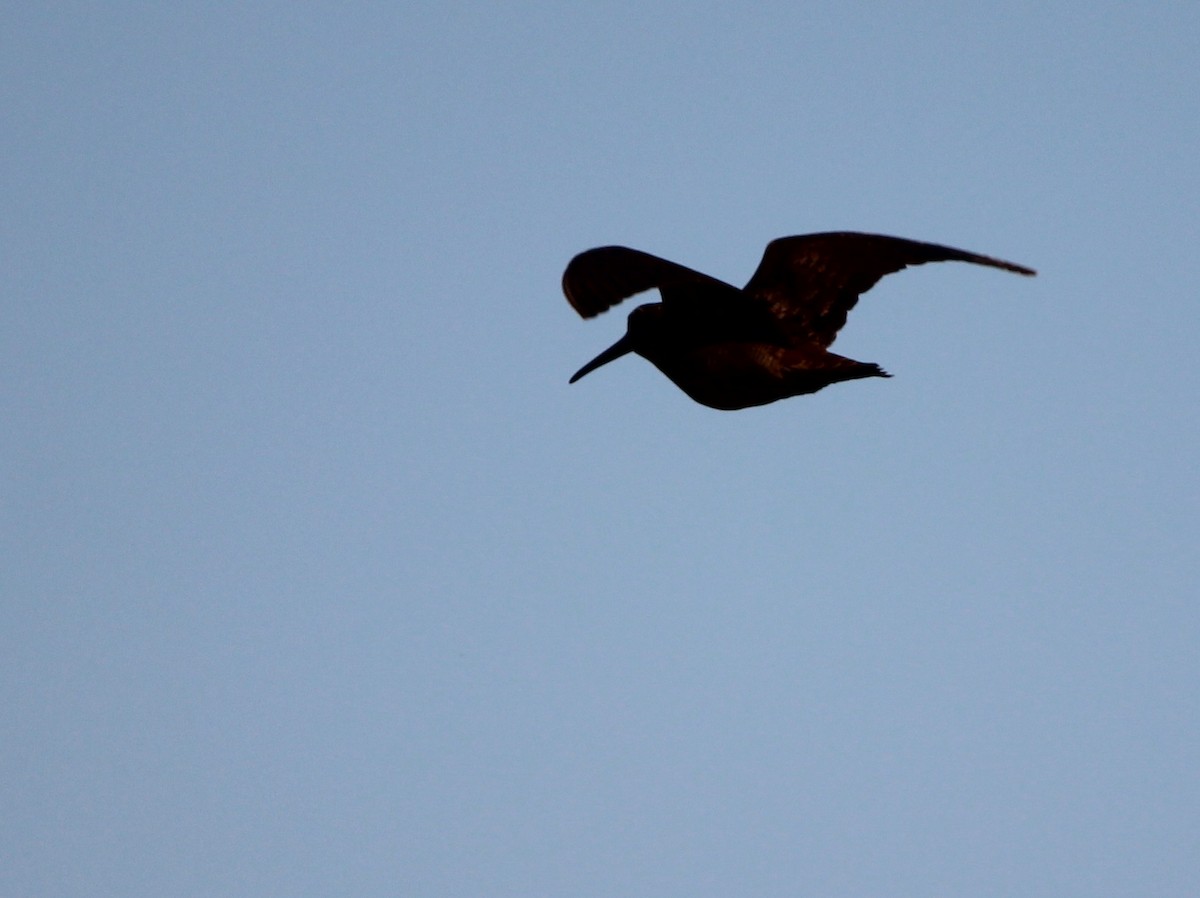 Eurasian Woodcock - ML644468680