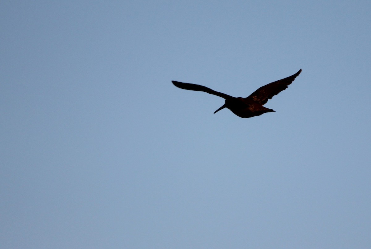 Eurasian Woodcock - ML644468682